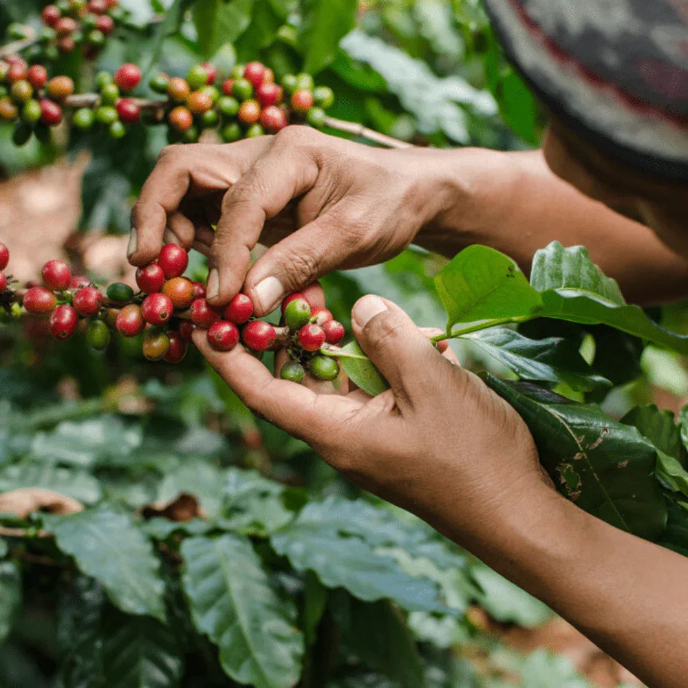 Black Magic Organic Blend - coffeefetch.com