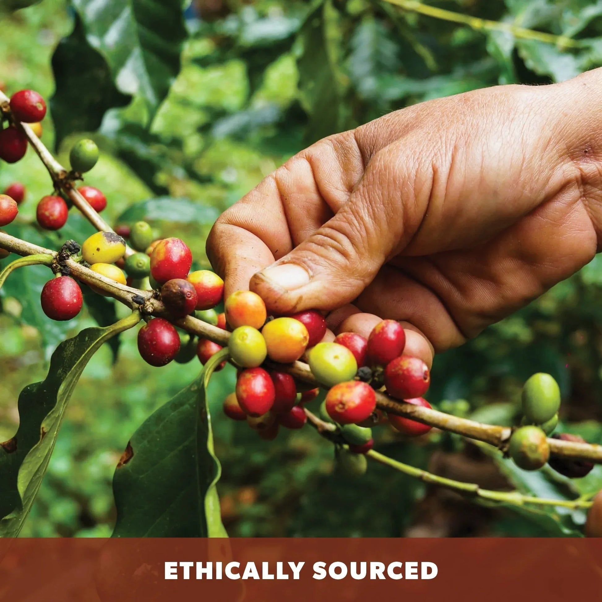 Ethiopian Organic - coffeefetch.com